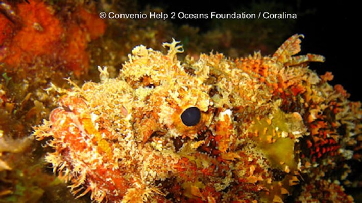 Scorpionsfishes (28)_642